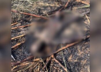 Corpo é encontrado carbonizado 