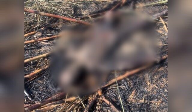 Corpo é encontrado carbonizado 