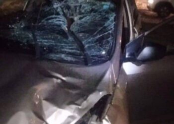 Cavalo solto na pista causa acidente em rodovia