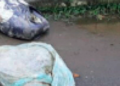 Corpo esquartejado é encontrado em sacos