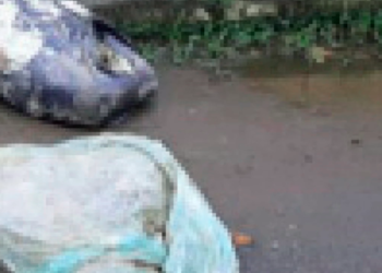 Corpo esquartejado é encontrado em sacos