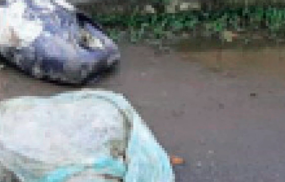 Corpo esquartejado é encontrado em sacos