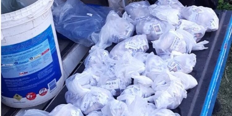 PM apreende grande quantidade de cocaína em Campos dos Goytacazes