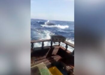 Embarcação sendo seguida por baleia na região