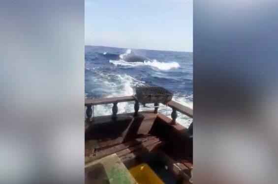 Embarcação sendo seguida por baleia na região