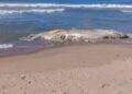 Carcaça de uma baleia encontrada em praia da Região