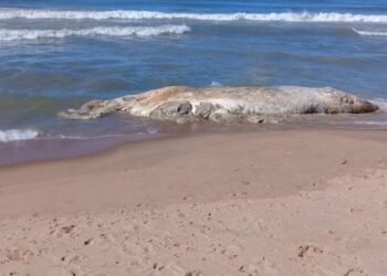 Carcaça de uma baleia encontrada em praia da Região