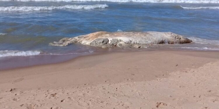 Carcaça de uma baleia encontrada em praia da Região
