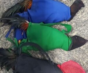 Carro com galos de rinha de maneira irregular é interceptado em Macaé