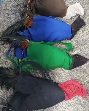 Carro com galos de rinha de maneira irregular é interceptado em Macaé