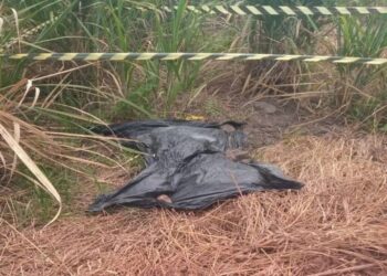 Corpo em estado avançado de decomposição encontrado em canavial em  São Francisco de Itabapoana