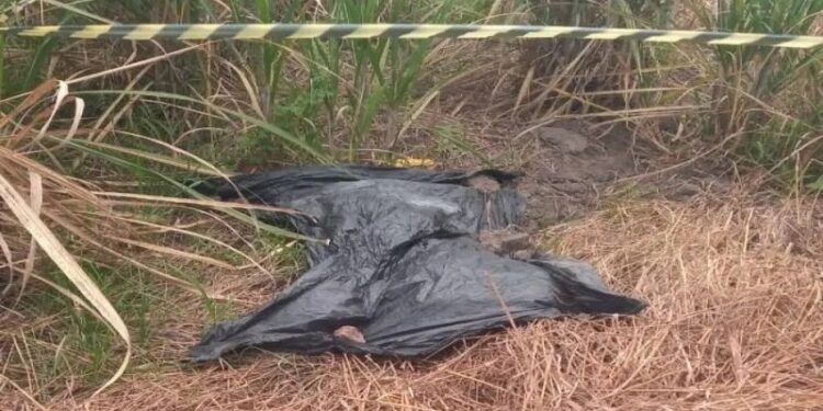 Corpo em estado avançado de decomposição encontrado em canavial em  São Francisco de Itabapoana