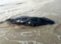 Filhote de baleia jubarte é encontrado morto em praia