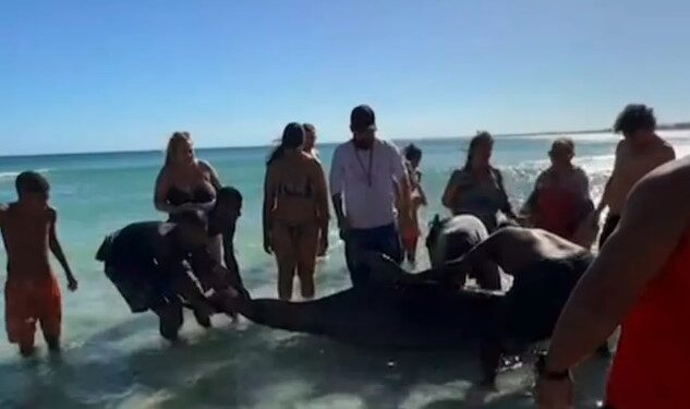 Golfinho morre após encalhar em praia em Arraial do Cabo