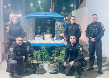 PM apreende plantação de maconha e criminoso foge durante a ação