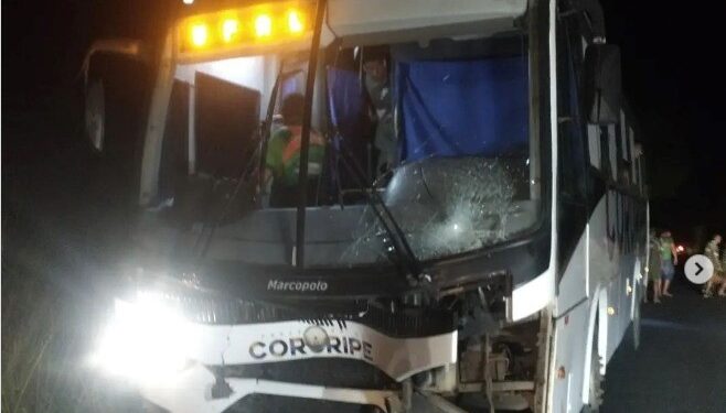 Acidente com animais e ônibus quase termina em tragédia