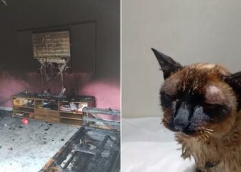Gatos ficam feridos após homem atear fogo na casa