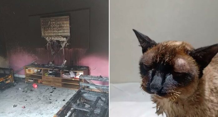 Gatos ficam feridos após homem atear fogo na casa