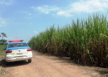 Idoso é encontrado morto em canavial
