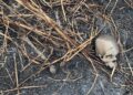 Trabalhadores encontram ossos humanos em canavial