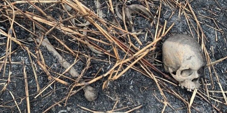 Trabalhadores encontram ossos humanos em canavial