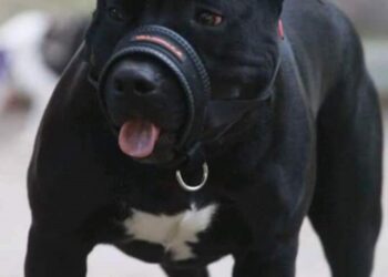 Mãe segue internada após ataque de Pitbull