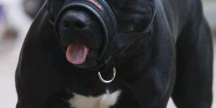 Mãe segue internada após ataque de Pitbull