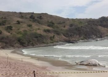 Carcaça de baleia é encontrada em praia de Búzios