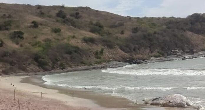 Carcaça de baleia é encontrada em praia de Búzios