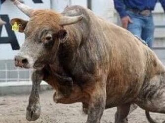 MPRJ obtém decisão que proíbe maus-tratos a animais na Expo Cambuci