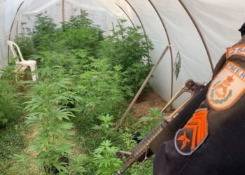 PM e MP prendem homem com cerca de 60 pés de maconha em Cabo Frio