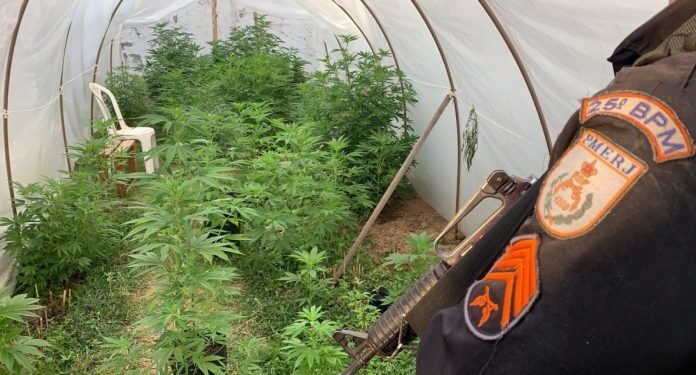 PM e MP prendem homem com cerca de 60 pés de maconha em Cabo Frio