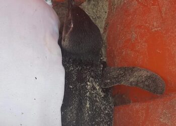 Pinguim é encontrado vivo jogado dentro de lixeira em Cabo Frio