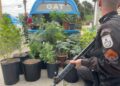 PM apreende 29 pés de maconha em São Pedro da Aldeia
