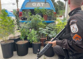 PM apreende 29 pés de maconha em São Pedro da Aldeia