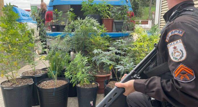 PM apreende 29 pés de maconha em São Pedro da Aldeia