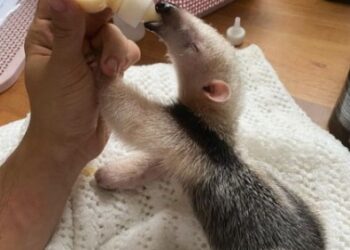 Filhote de tamanduá-mirim é resgatado em Campos