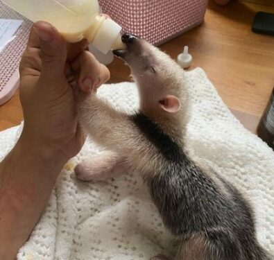 Filhote de tamanduá-mirim é resgatado em Campos