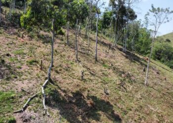 Desmatamento e apicultura sem licença são flagrados em Silva Jardim