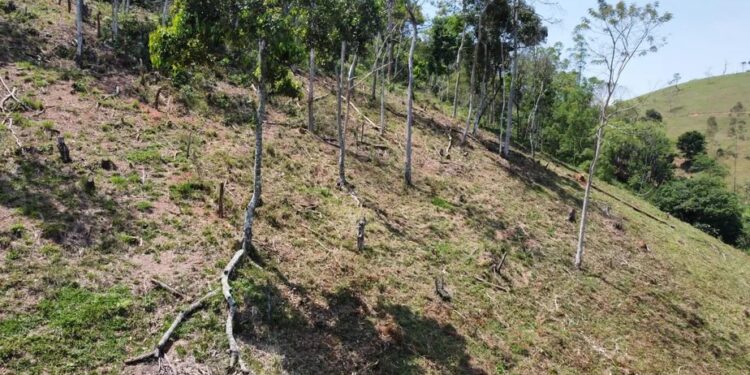 Desmatamento e apicultura sem licença são flagrados em Silva Jardim