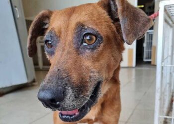 Nova lei: instituições  veterinárias são obrigadas a informar maus- tratos