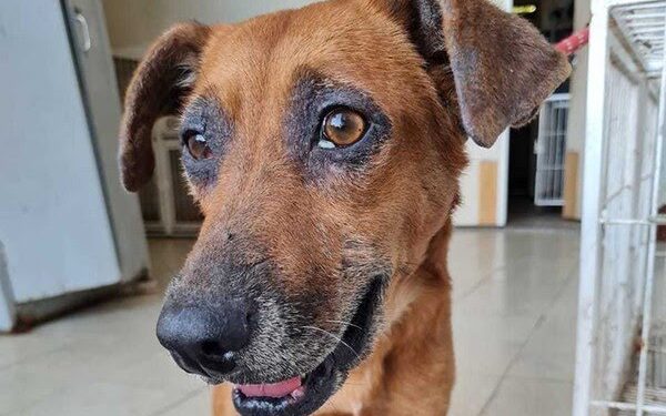 Nova lei: instituições  veterinárias são obrigadas a informar maus- tratos