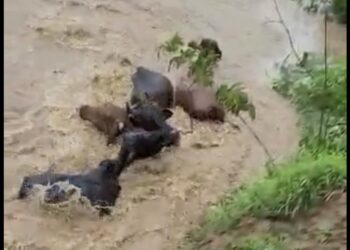 Região Serrana sofre com intenso volume das chuvas