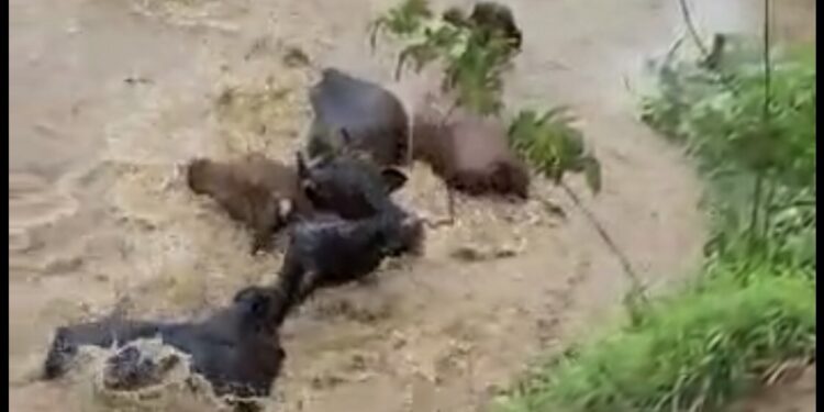 Região Serrana sofre com intenso volume das chuvas