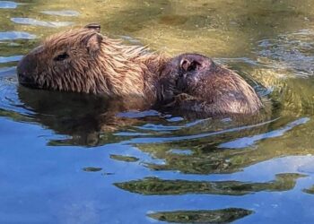 Capivara ferida é resgatada para tratamento