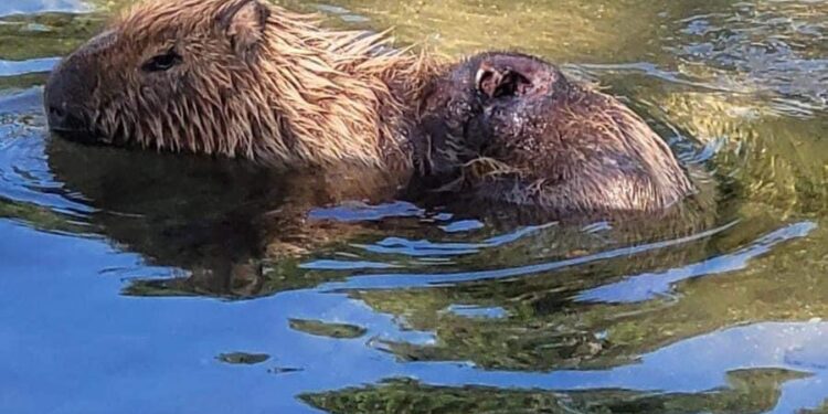 Capivara ferida é resgatada para tratamento