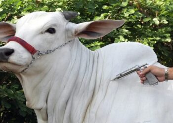 Campanha contra a febre aftosa começa hoje, em Macaé