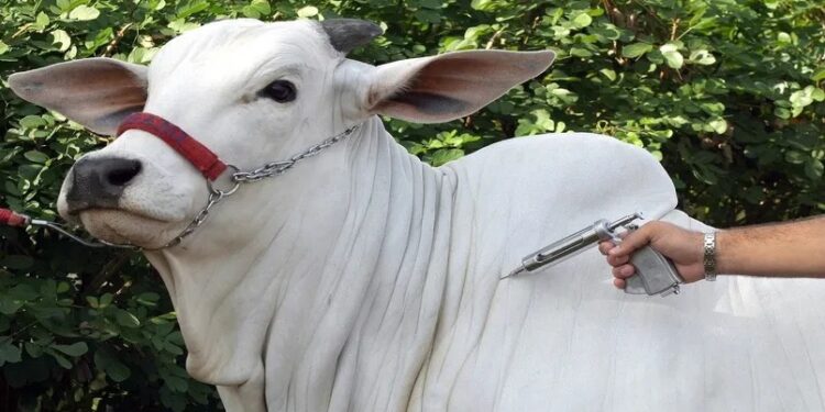 Campanha contra a febre aftosa começa hoje, em Macaé
