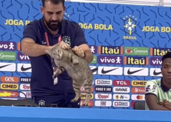 Ação de Assessor da CBF com gato causa furor nas redes sociais
