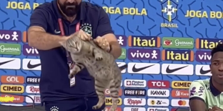 Ação de Assessor da CBF com gato causa furor nas redes sociais